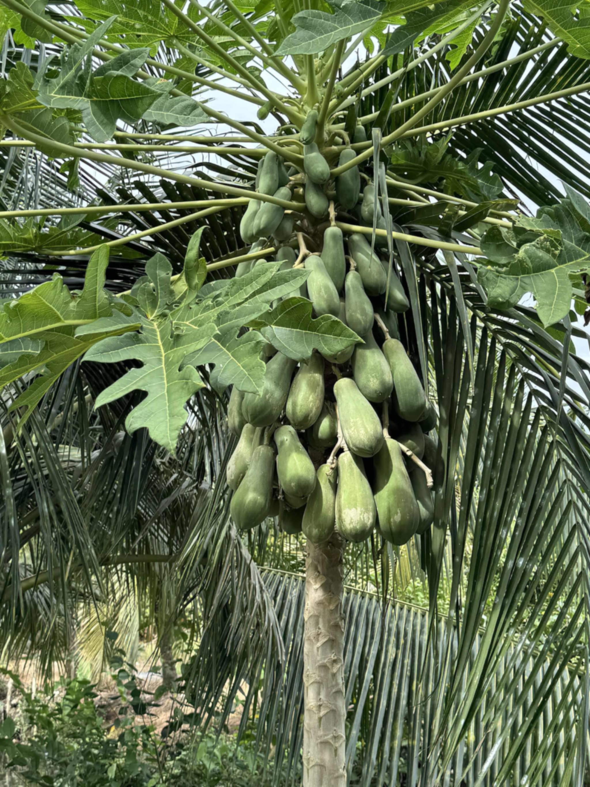 Cây đu đủ sai quả trong vườn nhà