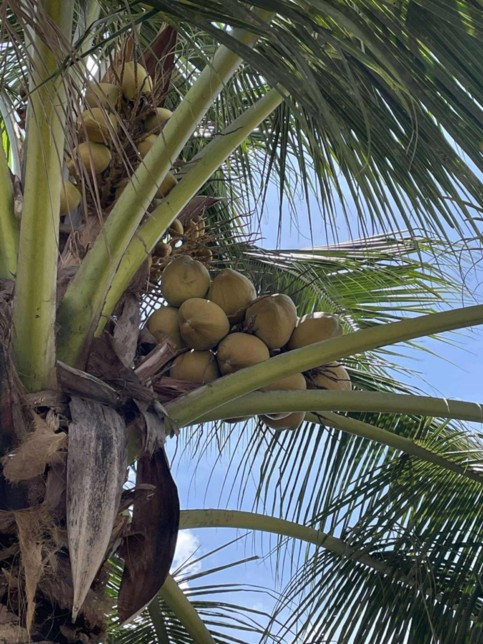 Buồng dừa tươi trĩu quả